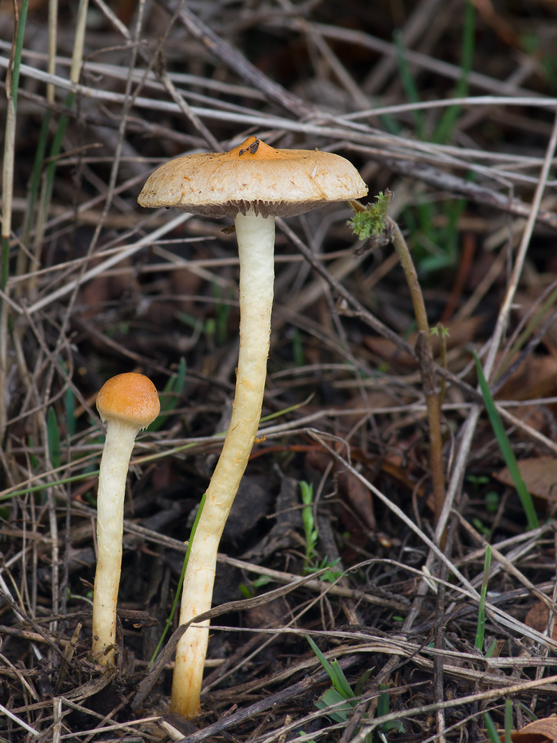 Leratiomyces laetissimus